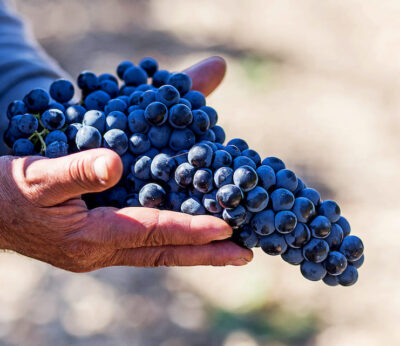 Por qué Príncipe de Viana Aniversario 2018 es el vino de estas navidades