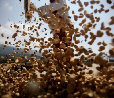 ¿De dónde se saca el café más caro del mundo?