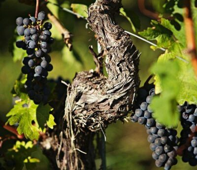 Madrid también puede presumir de buenos vinos