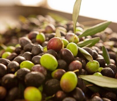 How to taste olive oil?