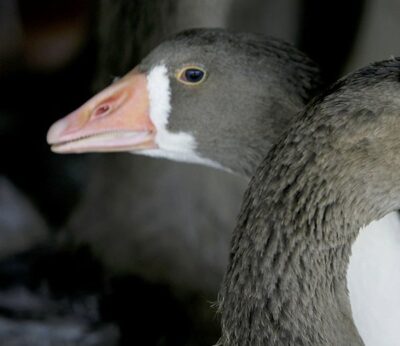 Brasil prohibe el foie gras