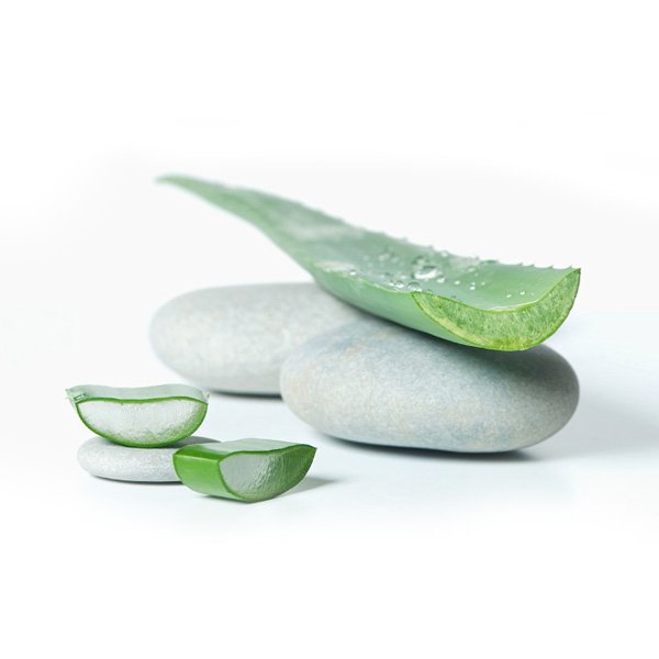 aloe vera hojas