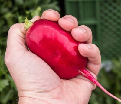 Querfeld o cómo evitar el desperdicio de frutas y verduras