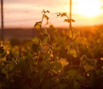 ‘La fiesta de la Vendimia’, o cómo descubrir tu pasión por el vino