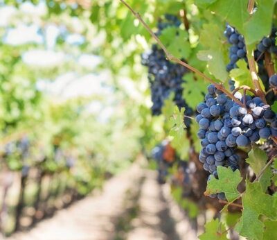 Solo para wine lovers… Descubre las D.O. del vino español con más historia