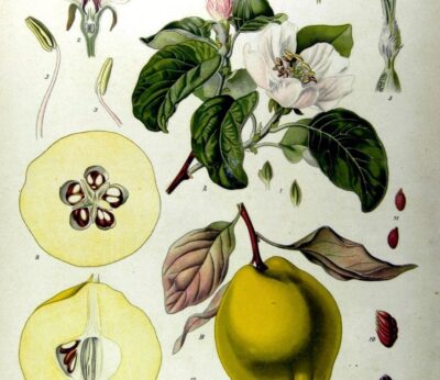 El otoño es la estación preferida del membrillo. ¿Quieres saber por qué?