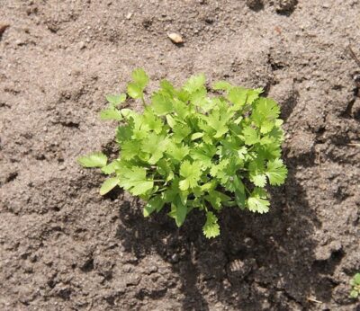 ¿A qué olor (muy) conocido te sabe el cilantro?