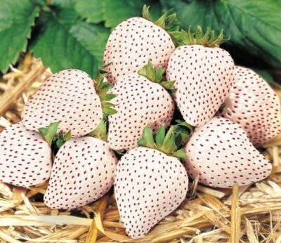 Fresas blancas, la cosecha más cara del sur de Japón