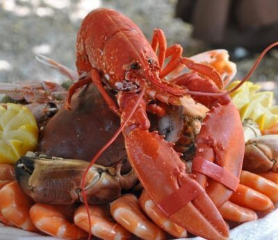 Libertad (no condicional) tras el cautiverio de una langosta de 132 años de edad