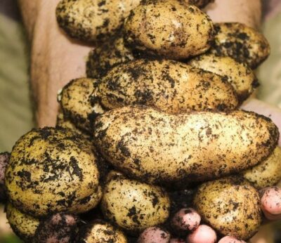 La patata más antigua del mundo es de Utah y tiene 10.900 años