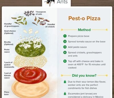 La guía definitiva para comer insectos