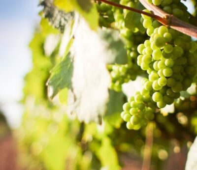7 uvas que tienes que conocer si bebes vino blanco