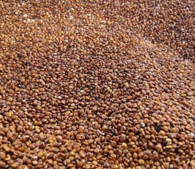 Kañiwa, el cereal que sustituirá a la quinoa