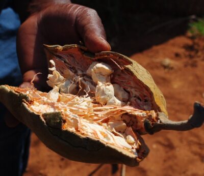 Todo lo que tienes que saber sobre el baobab