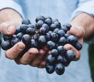 Vino ecológico: Sí quiero