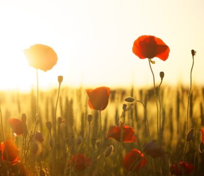 Las flores sí se comen