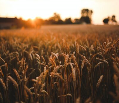 Cómo afecta el cambio climático a tu dieta