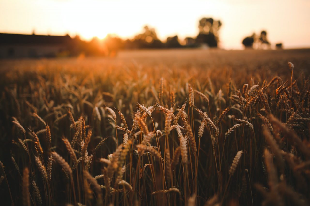 Cómo afecta el cambio climático a tu dieta