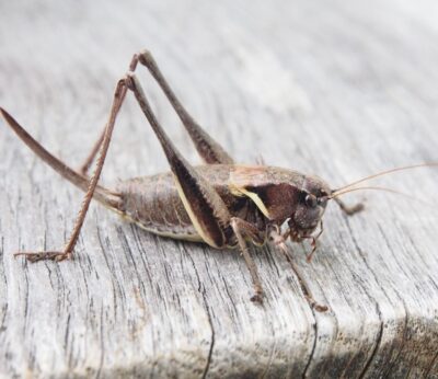 Cómo introducir los insectos como ingredientes en tus comidas diarias