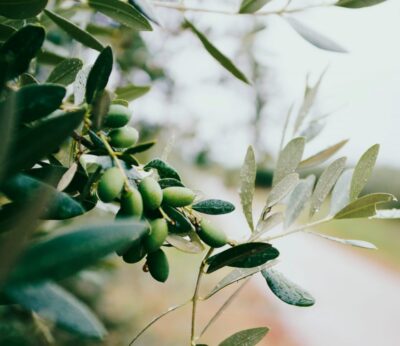 ¿Cómo de saludable es el aceite de oliva virgen extra?