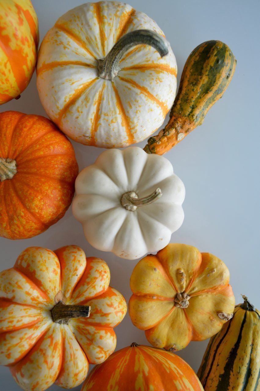 Se pueden comer las calabazas decorativas? - Tapas Se pueden comer las calabazas decorativas? - Tapas