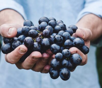 Así se hace la vendimia en la Ribera del Duero: 125 millones de uvas recogidas a mano
