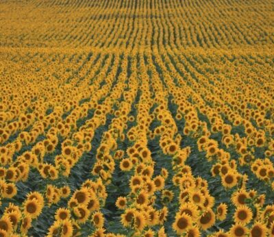 ¿Son saludables las semillas de girasol?