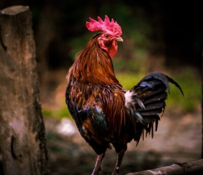 ¿Cómo se supone que debe ser la carne de pollo?