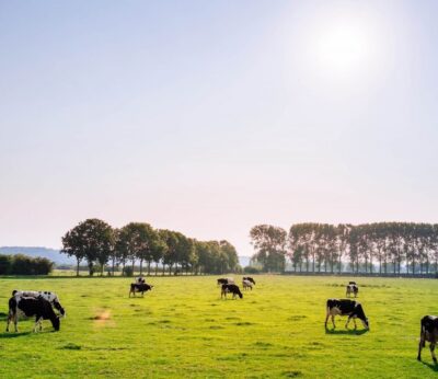 La dieta estadounidense es la que más contribuye al cambio climático