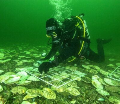 La destilería Glenmorange devuelve 20.000 ostras al mar