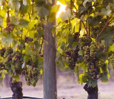 Los vinos moscatel más ‘cuquis’