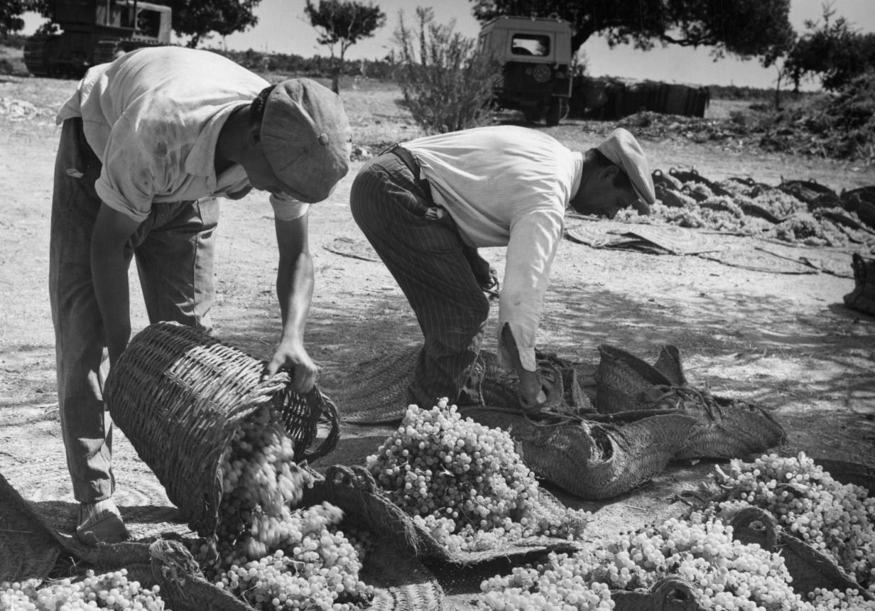 Diccionario básico del vino de Jerez