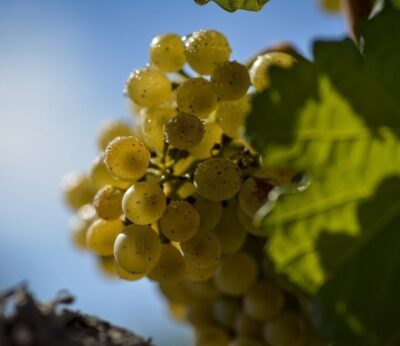 Familia Torres, los vinos del futuro