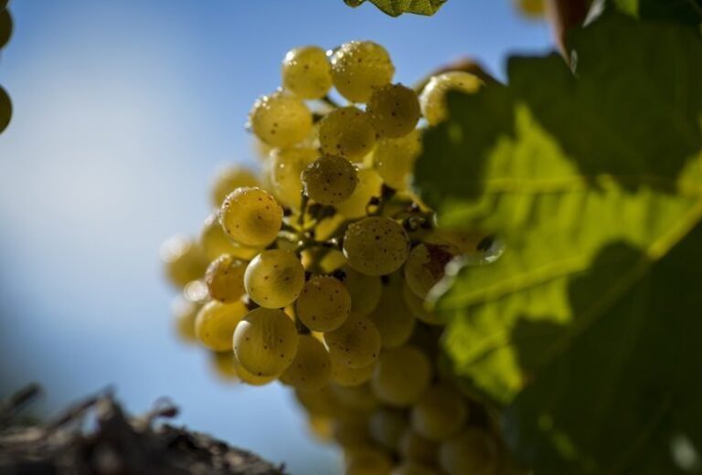 Familia Torres, los vinos del futuro