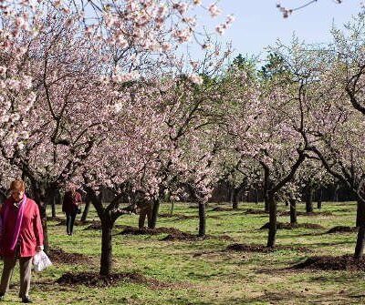 Los mejores parques para hacer un pícnic en Madrid