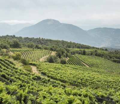 Así es la Ruta del Vino de Lleida