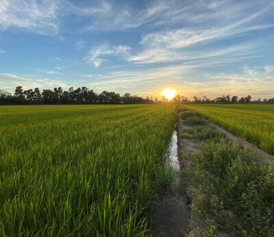 Los campos de Kellog's