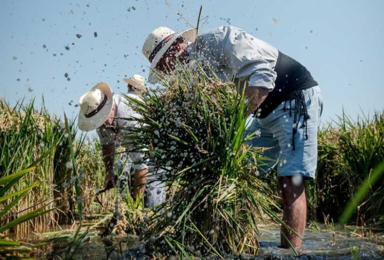 Chefs con estrella acuden a la plantà de la Albufera