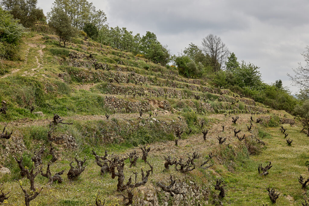 Los vinos de la Sierra de Salamanca se forjan en escarpados bancales.