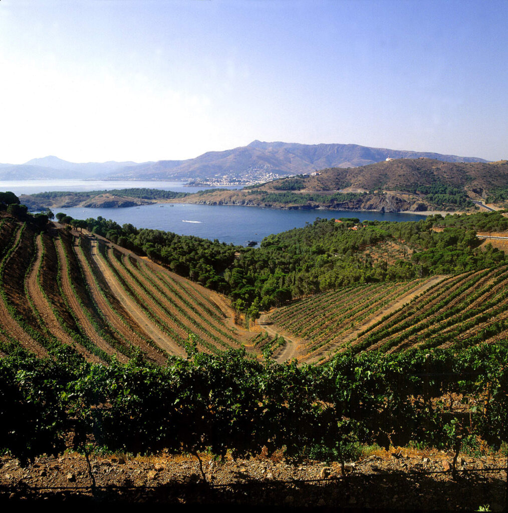 Las viñas y los vinos del Empordà están tocados por la Tramontana.
