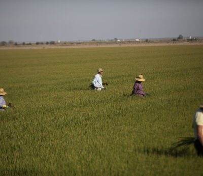 Economía.- El ‘big data’ y la inteligencia artificial mejoran la ingeniería agraria, según expertos