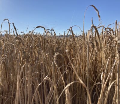 Economía.- La renta agraria cae un 5,5% en 2022 por el aumento de los costes de producción