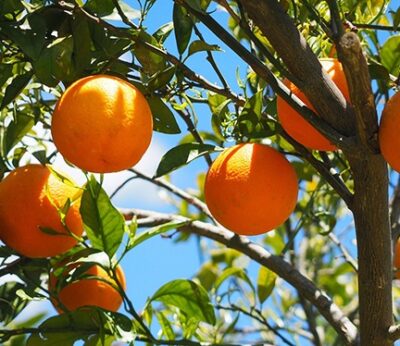 Economía.- UGT mantendrá la huelga indefinida para los recolectores de cítricos hasta lograr un convenio «digno»