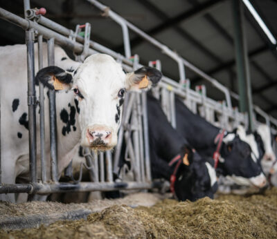 Economía/Ganadería.- El Ejecutivo aprueba el real decreto que regula la ordenación de las granjas bovinas