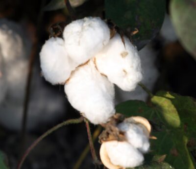 Economía.- Agricultura abre el periodo de consulta pública de la orden sobre el pago específico al cultivo del algodón