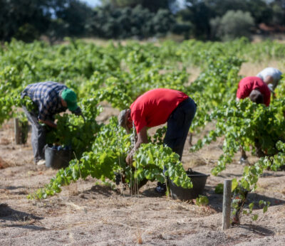 Economía.- El Gobierno incluye beneficios para trabajadores agrarios en el decreto de incentivos para contratar artistas