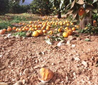 Economía.- Unión de Uniones pide a Agricultura que revierta los recortes impuestos por Agroseguro al seguro de cítricos