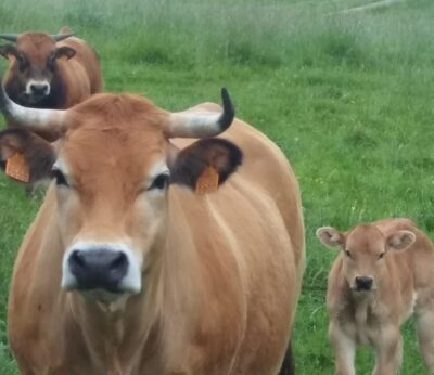 Economía/Ganadería.- La Unión Europea declara libre de tuberculosis bovina a Baleares, Cataluña y Murcia