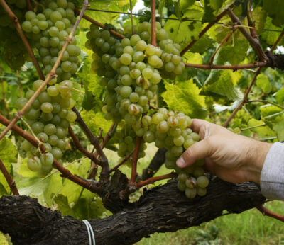 Economía.- Gobierno aprueba la norma para aplicar en 2023 las novedades en el sistema de autorizaciones de viñedo de PAC