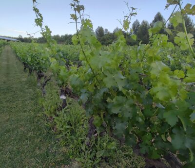 Economía.- La norma para aplicar las novedades en el sistema de autorizaciones de viñedo de la PAC, en vigor mañana